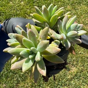 4-Graptosedum 'Francesco Baldi' clipping “3”